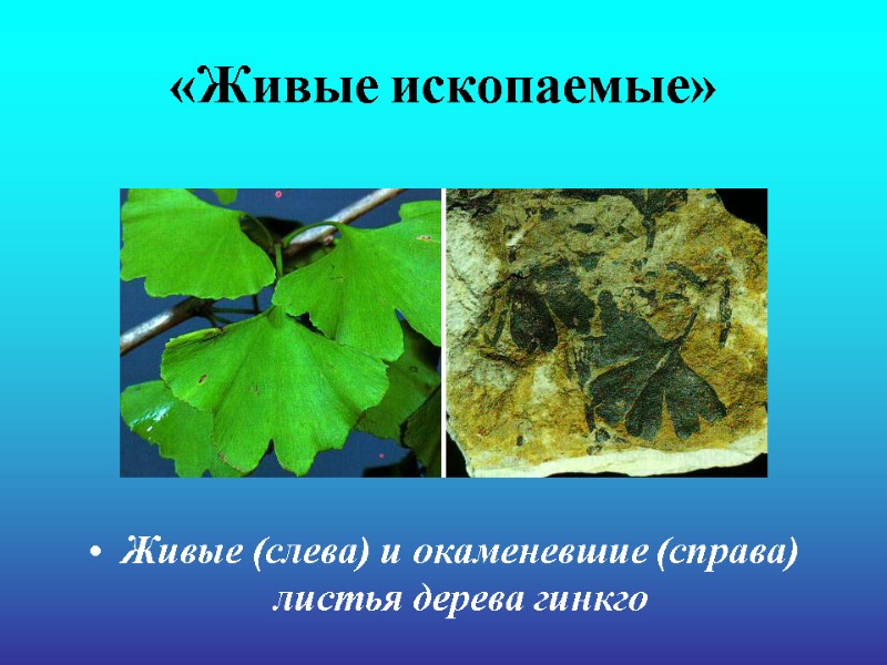 Живые (слева) и окаменевшие (справа) листья дерева гинкго  «Живые ископаемые»